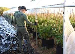 county bust marijuana riverside cdfw cultivation wardens illegal help police cathedral hemet murrieta office city