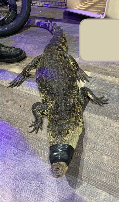 CDFW Wardens Secure 4-foot-long Alligator Living at an Oxnard Home