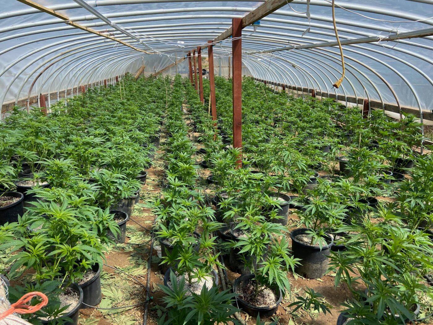 CDFW Helps Riverside County Sheriff with Illegal Marijuana Cultivation ...