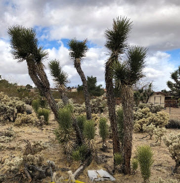 California Couple Fined for Illegally Destroying Joshua Trees