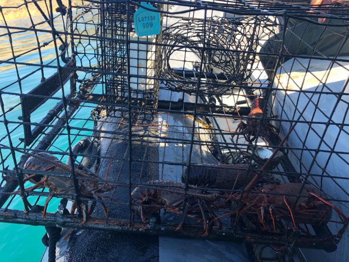 Commercial Lobster Suspect Convicted ff Poaching in Marine