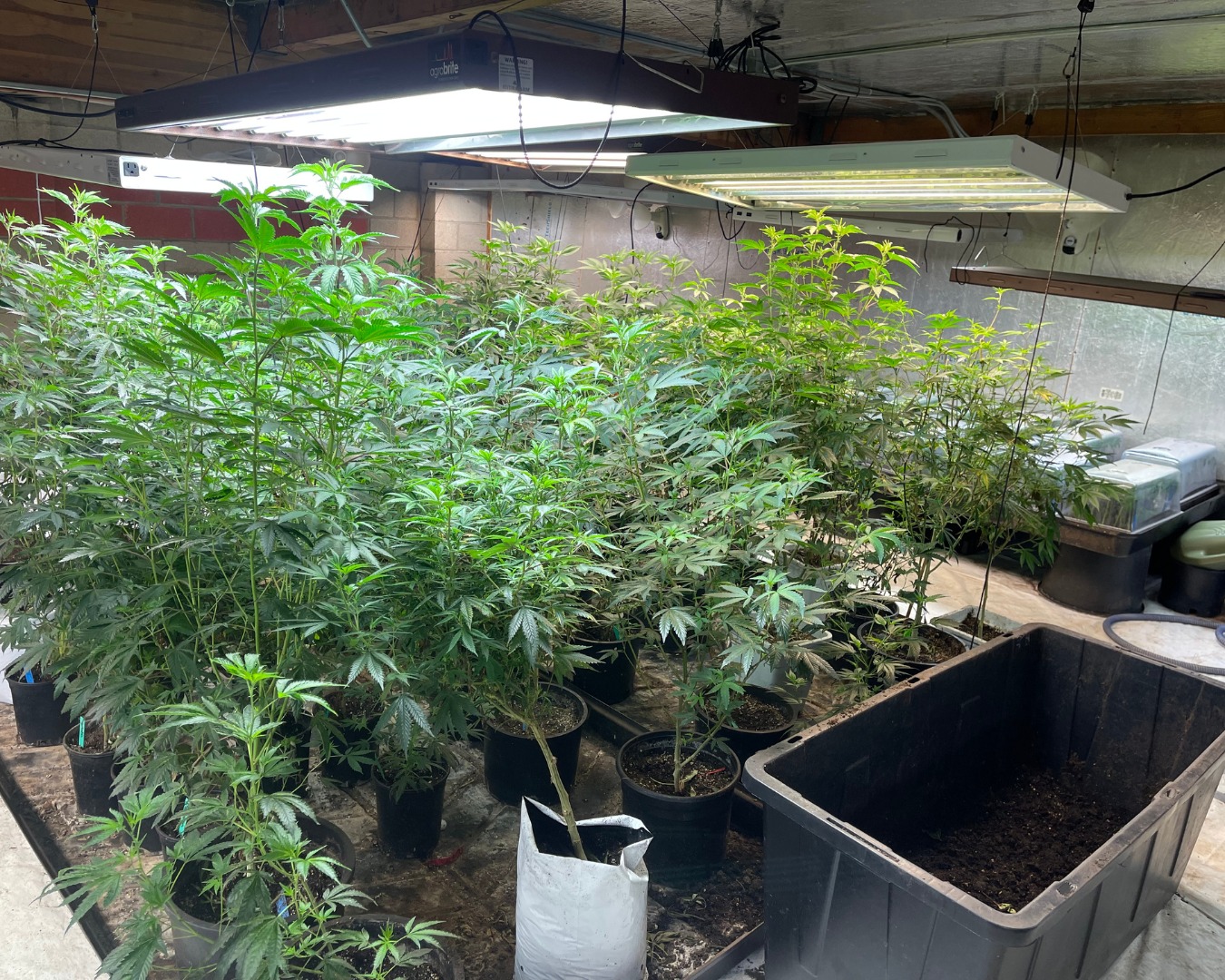 California DCC Busts Large Illegal Marijuana Grow Operations in San ...