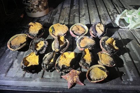 CDFW Officers Make an Arrest Involving the Illegal Take of Abalone