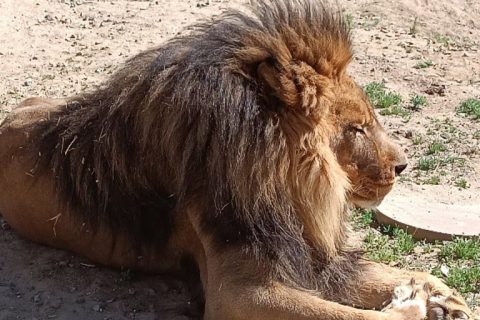 Sanctuary Ordered to Pay Penalties for Housing Exotic Animals Without Permit