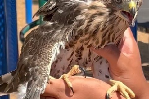 Los Angeles Man Sentenced for Pouring Alcoholic Drink into Hawk’s Mouth