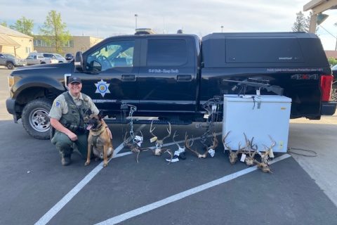Tip to CDFW Leads to Arrests Involving Poaching