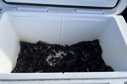 CDFW Officer Cites Two for Fishing Without a License and Exceeding Legal Limit