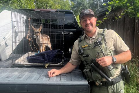 Suspect Cited for Unlawfully Capturing and Confining a Deer Fawn  
