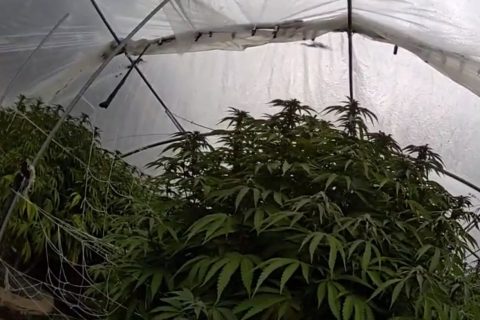 CDFW and NCSO Eradicate Nearly 15,000 Illegal Cannabis Plants